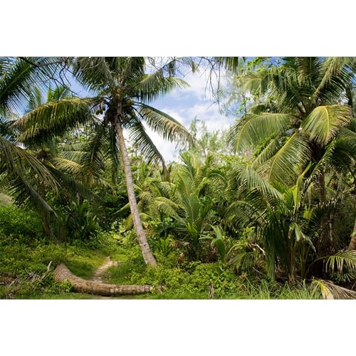 20x10ft Tropical Island Backdrops for Photography Coconut Palm Trees Background Island Wedding Backdrop Summer Theme Party Siesta Holiday Green Spring Summer Photo Studio Video Props - size: 20x10ft